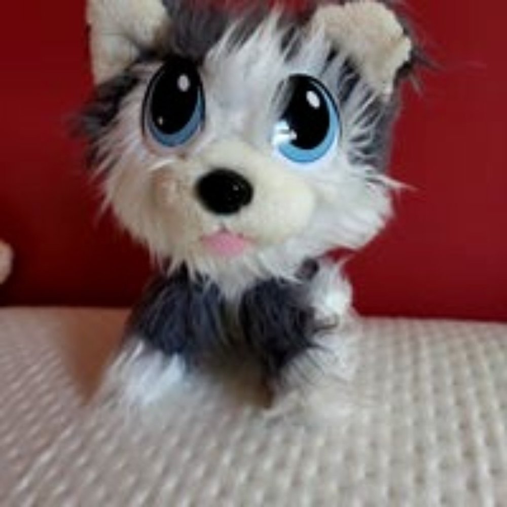 Rescue Runts husky dog